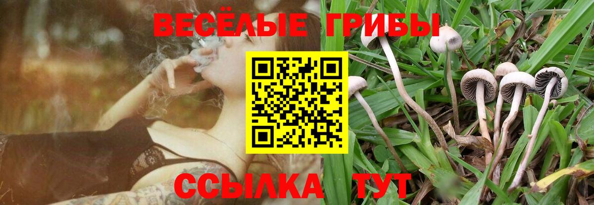 Дедовск  Галлюциногенные грибы Cubensis  Вход с VPN 